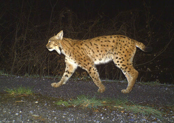 Réactions de Diana Romande suite à l’émission Mise au Point sur le braconnage du lynx