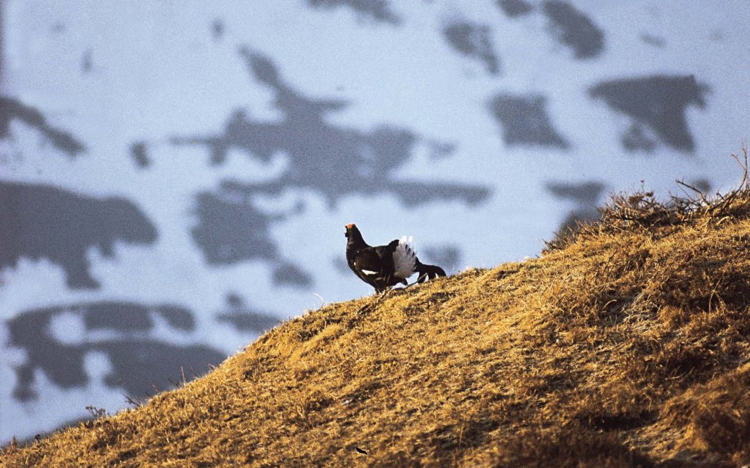 Les chasseurs sont responsables vis-à-vis des espèces chassables