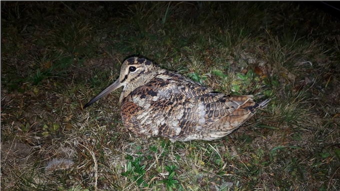 DIANA ROMANDE DÉPLORE L’ACHARNEMENT CONTRE LES CHASSES TRADITIONNELLES AU PETIT GIBIER