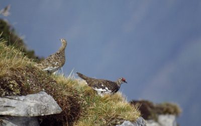 QUEL EST LE VÉRITABLE IMPACT DE LA CHASSE SUR LE TÉTRAS-LYRE, LE LAGOPÈDE ALPIN, LA BÉCASSE DES BOIS, LE LIÈVRE BRUN ET LE LIÈVRE VARIABLE?