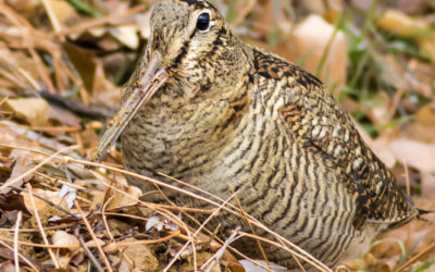 LES BÉCASSIERS RAPPELLENT QU’ILS PRATIQUENT UNE CHASSE ÉTHIQUE ET DURABLE, ET QU’UN MORATOIRE SUR LA CHASSE À LA BÉCASSE DES BOIS N’AURAIT AUCUN IMPACT SUR L’ESPÈCE