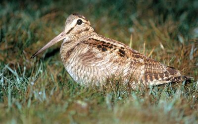 Prise de position de Diana Romande face aux récentes polémiques impliquant des restaurateurs suisses proposant du gibier